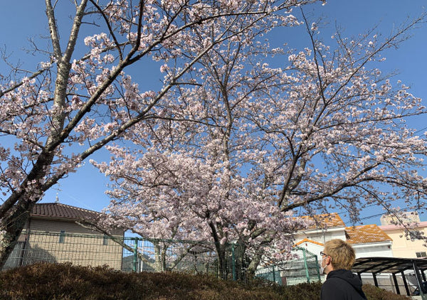 4月も元気にいきましょう！めでたい贈り物と満開の桜！