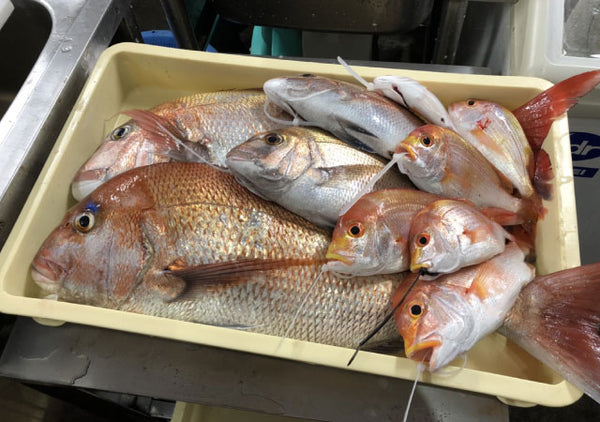 大漁！はじめての船釣りで爆釣！ビギナーズラックってほんとにある！