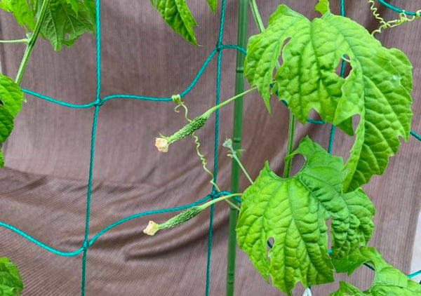 コロナで野菜嫌いが家庭菜園をはじめた！実がなった！