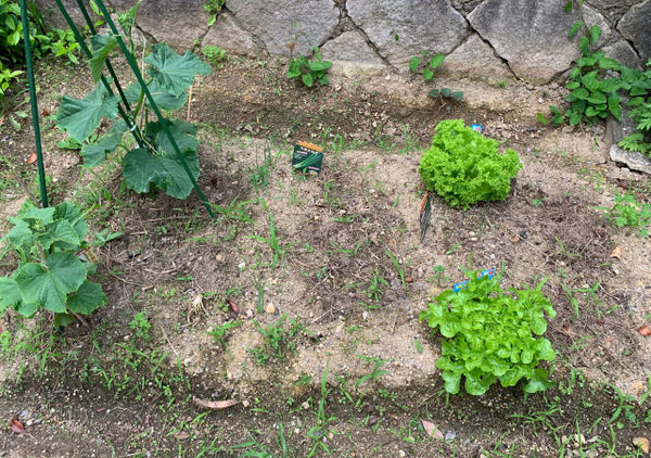 やっぱりステイホームな週末。家庭菜園が面白い！