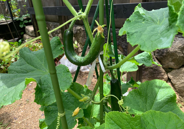 飼い主に似るのはペットだけじゃない！野菜もそっくり。