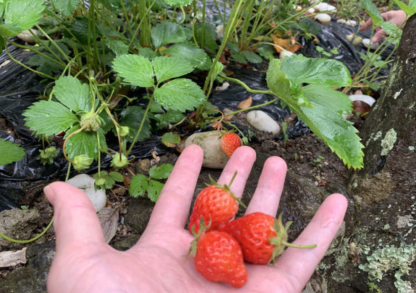 思春期+反抗期の息子と家庭菜園。