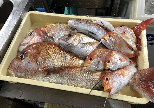 大漁 はじめての船釣りで爆釣 ビギナーズラックってほんとにある